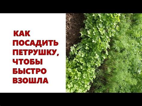 Как посадить петрушку, чтобы быстро взошла. Повторные посевы летом ...