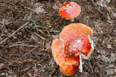 Premium Photo Amanita Muscaria A Poisonous Mushrooms In A Forest