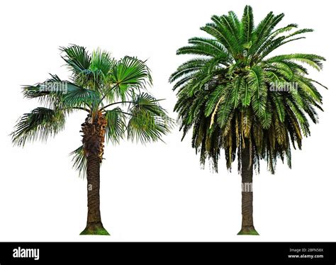 Palm Trees Isolated On White Stock Photo Alamy