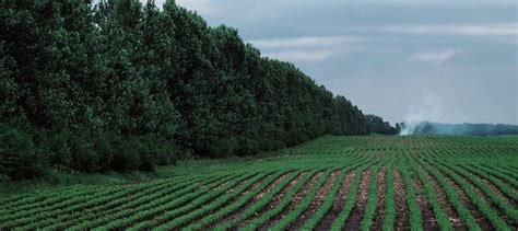 Windbreak Short Course 2021 Nebraska Forest Service