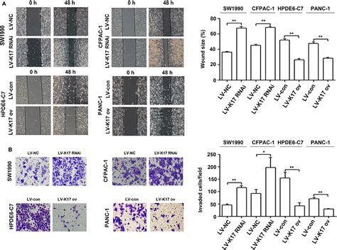 Frontiers Keratin Suppresses Cell Proliferation And Epithelial