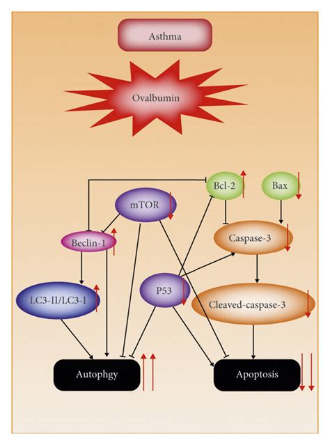 The Crosstalk Between Autophagy And Apoptosis A In Physiological