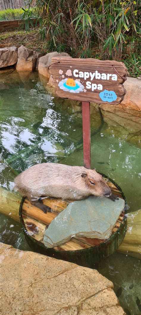 We Added A Capybara To Our Monster Collector Game Rcapybara