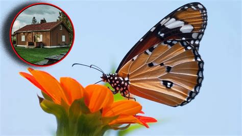 Qué significa que una mariposa entre a tu casa DE NOCHE Petlife