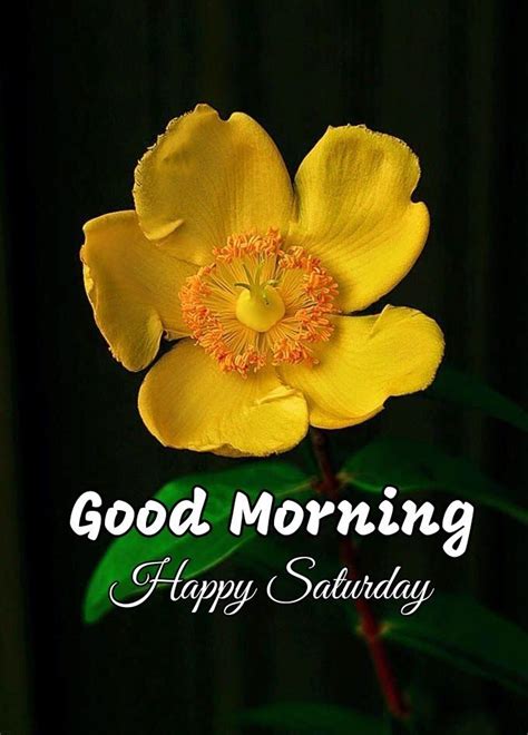 Good Morning Wishes On Saturday Pictures Images