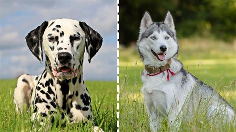 Dalmatian Husky Mix (AKA The Dalusky): Full Breed Guide