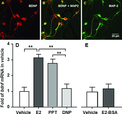 Bdnf Gene Expression Is Stimulated By E Or An Era But Not An Erb