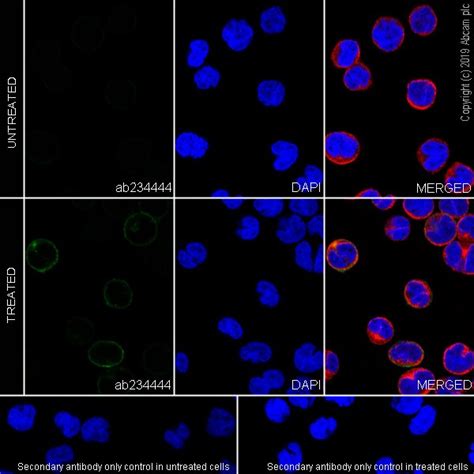 Recombinant Anti Pd Antibody Nat Bsa And Azide Free Ab