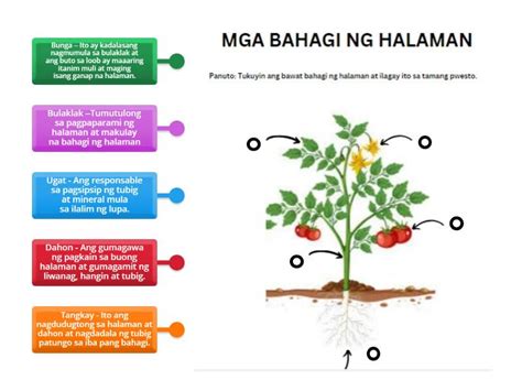 Mga Bahagi Ng Halaman Labelled Diagram