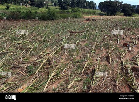 The Crops Destroyed By Cyclone In Chimanimani Stock Photo Alamy