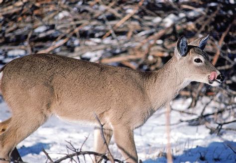 The Dos And Donts Of Feeding Deer This Winter Eathappyproject