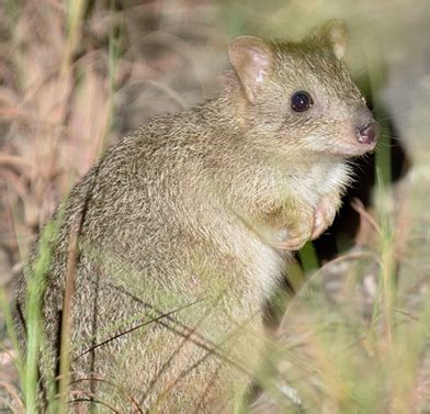 Northern Bettong - AWC - Australian Wildlife Conservancy