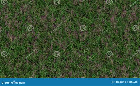 Up View Of Field Of Wild Grass And Lots Of Purple Lovegrass Flowers Stock Image Image Of