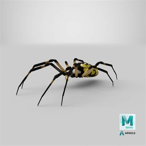 big yellow garden spider 2