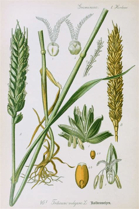 Wheat Antique Botanical Print Circa 1903