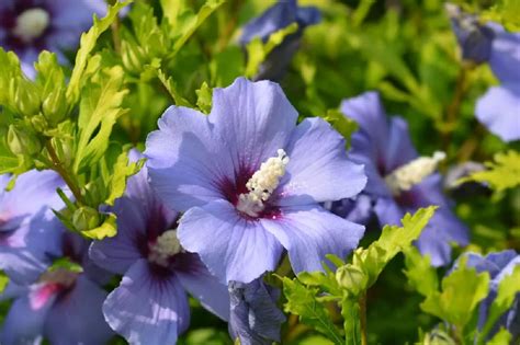 Purple Flowering Shrub Identification