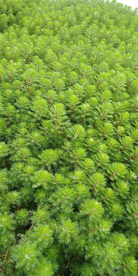 Wyw Cznik Wodny Myriophyllum Aquaticum Wodne Ro Liny Perfekt Klik