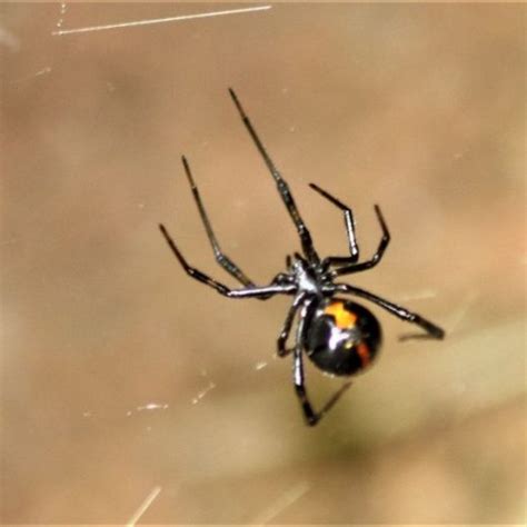 Spiders in Colorado (40 Different Species) - SnakeTracks.com