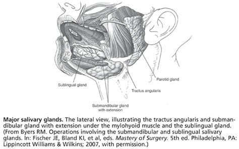 Head And Neck Basicmedical Key