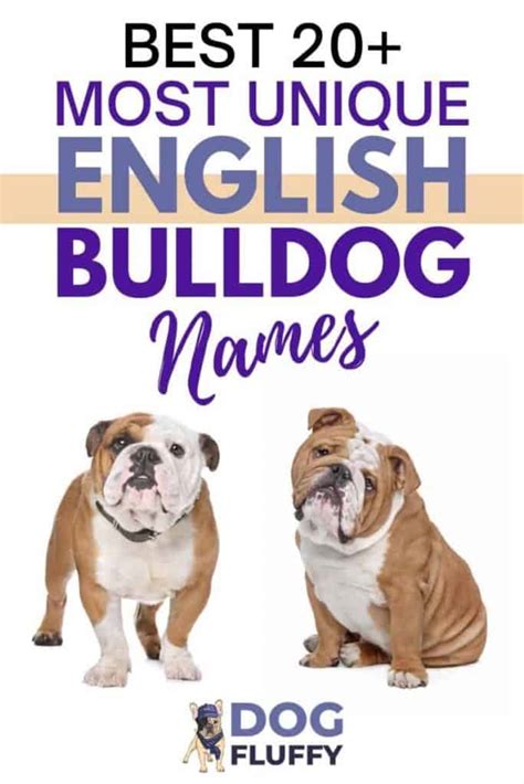 Best 20+ Most Unique English Bulldog Names - Dog Fluffy