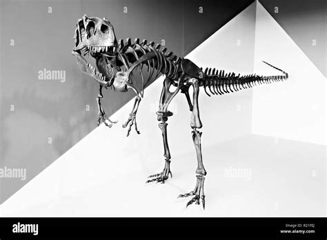 Velociraptor dinosaurier skelett Schwarzweiß Stockfotos und bilder Alamy