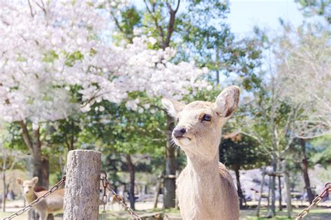 Japan Nara Yoshino Mountain Chasing Cherry Blossoms Nara Shenlu Park