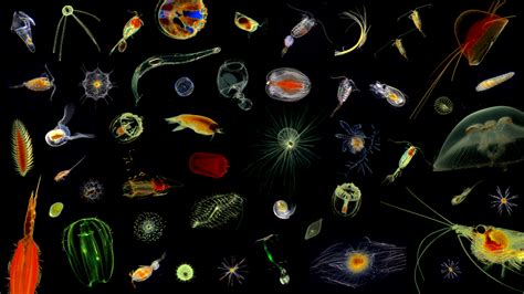 Marine Phytoplankton Species