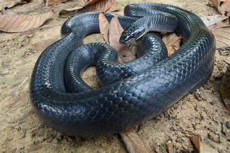 Mu Urana Serpente Conhecida Como A Cobra Do Bem