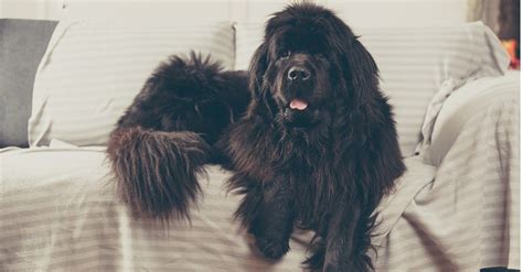 Landseer vs Newfoundland: 3 Key Differences