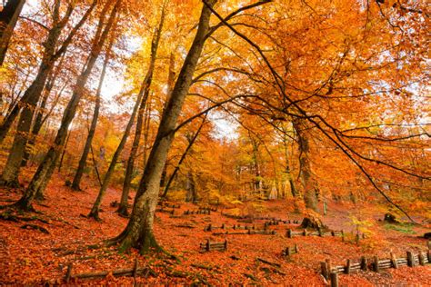 I Luoghi Migliori Dove Ammirare Il Foliage In Italia