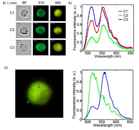 Multi Color Fluorescence Hyperspectral Imaging A Bright Field And