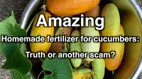 Amazing Homemade Fertilizer For Cucumbers Truth Or Another Scam Youtube