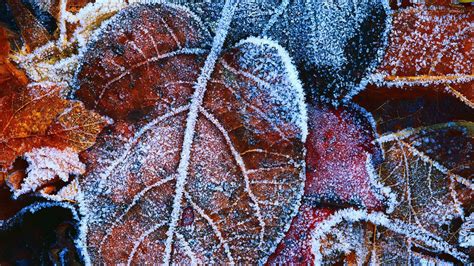 Frosty Leaves Wallpaper Photography Wallpapers 16288