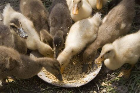 La Gu A Definitiva De Alimentaci N De Patos Guia Pollo Info