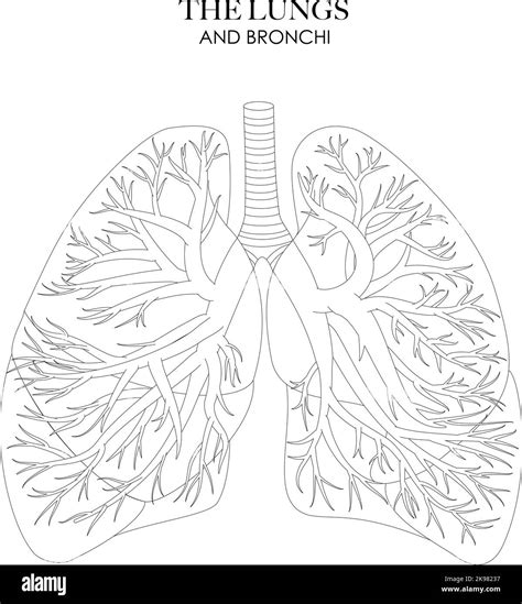 Lungs And Bronchi Stock Vector Image Art Alamy