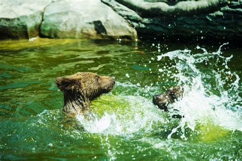 Bear cubs playing in water stock image. Image of alaska - 156062139