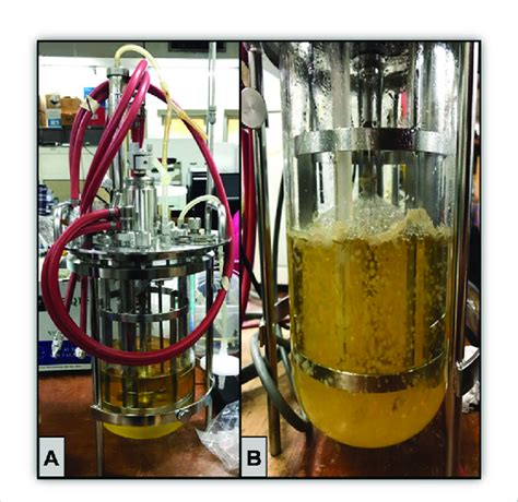 Large Scale Microbial Biomass Production In A Stirred Tank Bioreactor Download Scientific