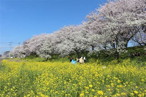 『桜と菜の花の競演を求めて、埼玉吉見のさくら堤公園へ』東松山埼玉県の旅行記・ブログ By 天空の城さん【フォートラベル】