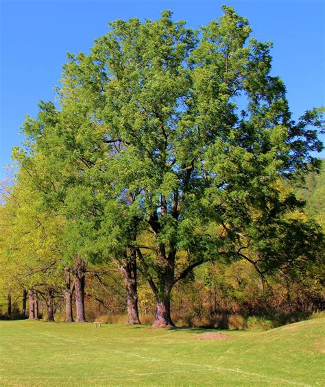 Overcup Oak Bower And Branch