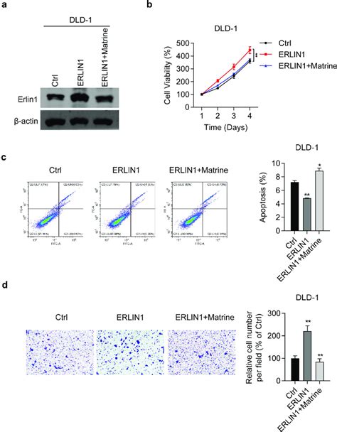 Overexpression Of Erlin1 Promoted Crc Proliferation And Migration Which