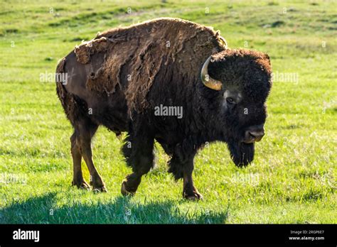American Bison In The Field Of Custer State Park South Dakota Stock