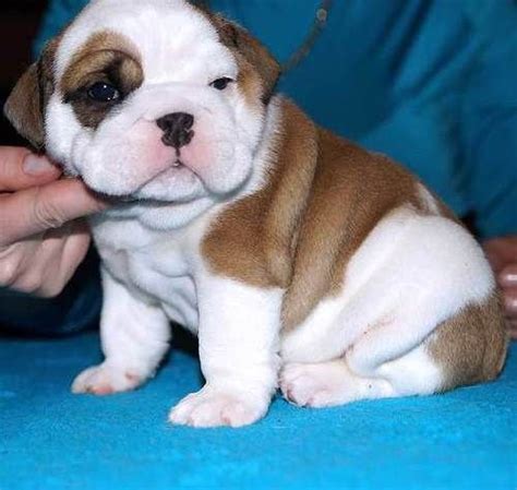 Miniature English Bulldog Puppies For Sale | Birmingham, AL #203459