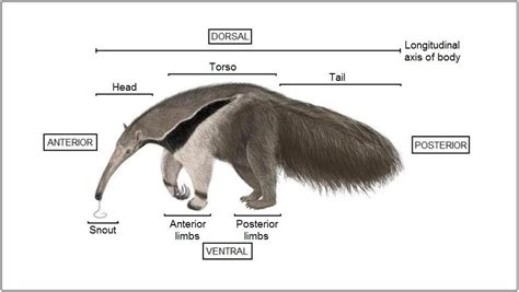 Anteater Tongue Anatomy