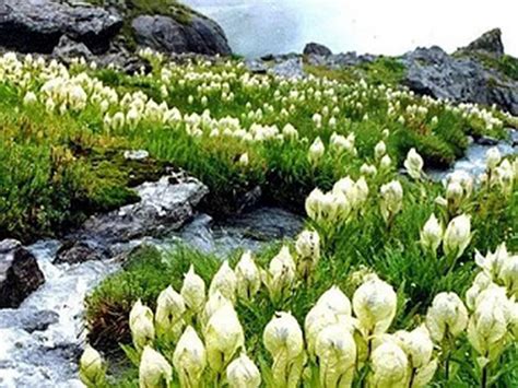 The rare Brahma Kamal, the only flower known to bloom after sunset and just once a year, has ...