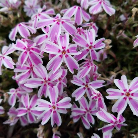 How To Plant Creeping Phlox For Gorgeous Ground Cover