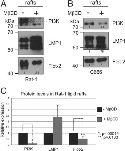 Lipid Raft Disruption Inhibits LMP1 Mediated Akt And ERK Activation