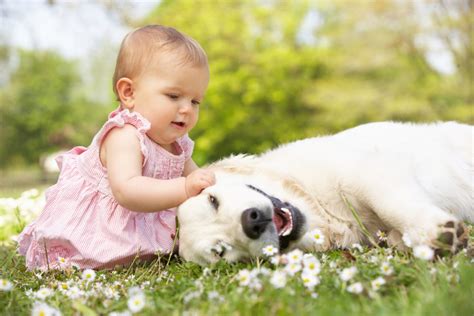 Ces races de chiens qui sont parfaites si vous avez un bébé à la maison