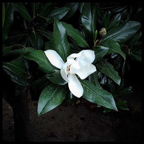 Magnolia Flower Meaning • Discover the most interesting facts about it