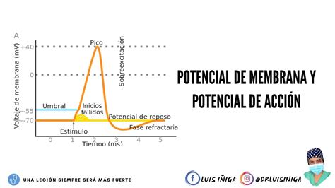 Fisiología Potencial de membrana y Potencial de acción Parte 3 YouTube