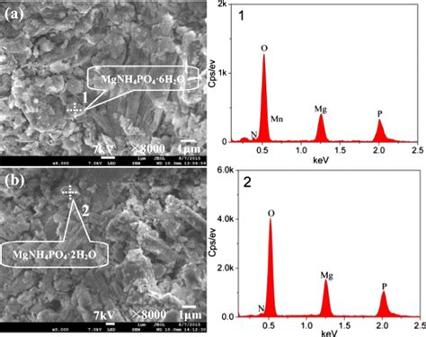 The Sem Micrographs Of The Treated Emr Using Mgcl2 · 6h2o Download Scientific Diagram